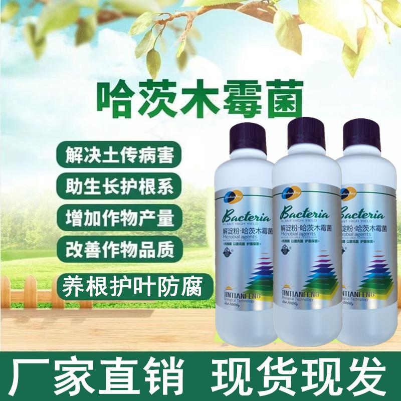 枯草芽孢杆菌哈茨木霉死棵烂苗枯萎根腐黄萎病青枯微生物根瘤菌剂