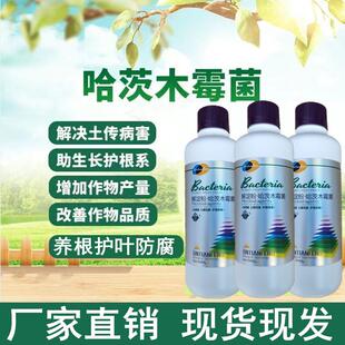 枯草芽孢杆菌哈茨木霉死棵烂苗枯萎根腐黄萎病青枯微生物根瘤菌剂