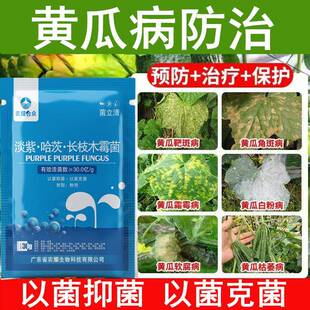 黄瓜霜霉病叶斑病治专用药防治白粉灰霉病黄斑病黄叶病白斑靶斑病