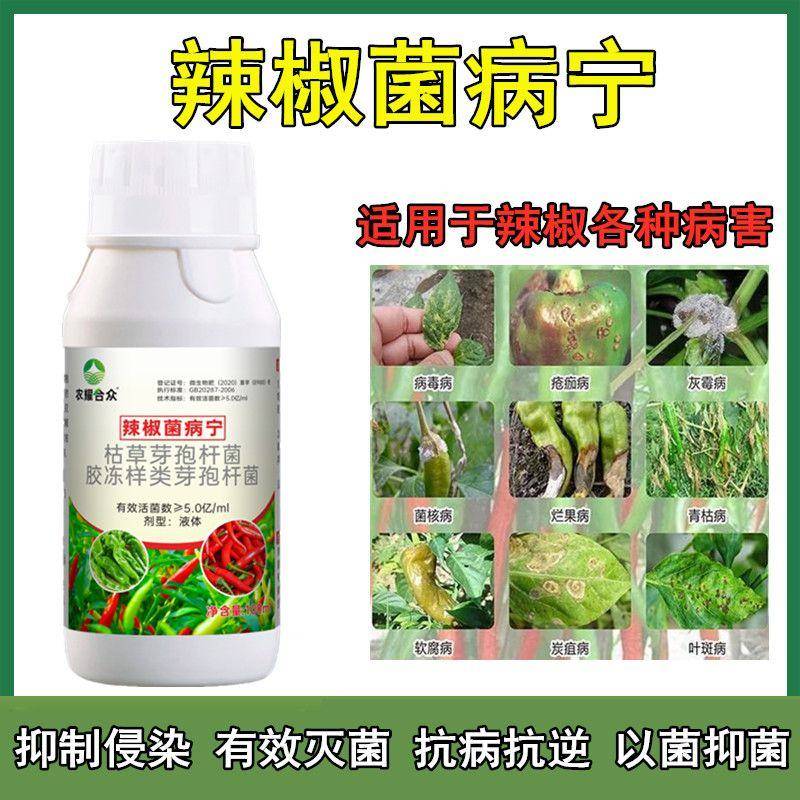 辣椒病毒病专用药辣椒疫病清黄叶病炭疽病根腐病辣椒卷叶病专用药
