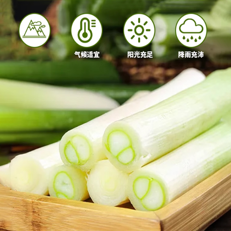 好客山东正宗章丘大葱礼盒