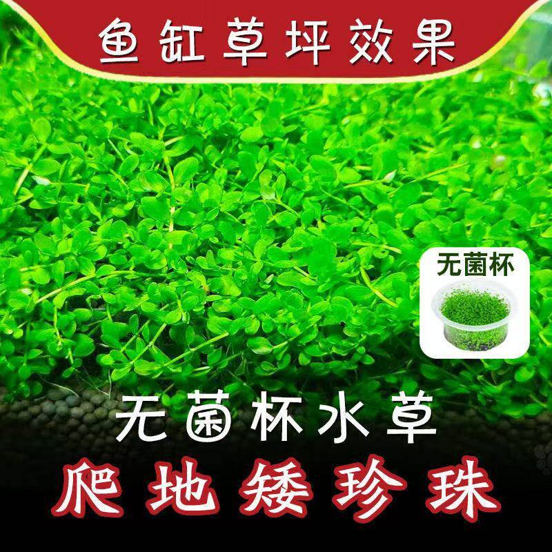 爬地矮珍珠草坪造景水草天湖淡水牛毛鱼缸草缸前景造景水下叶珍珠