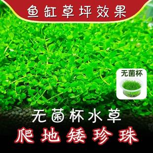 爬地矮珍珠草坪造景水草天湖淡水牛毛鱼缸草缸前景造景水下叶珍珠