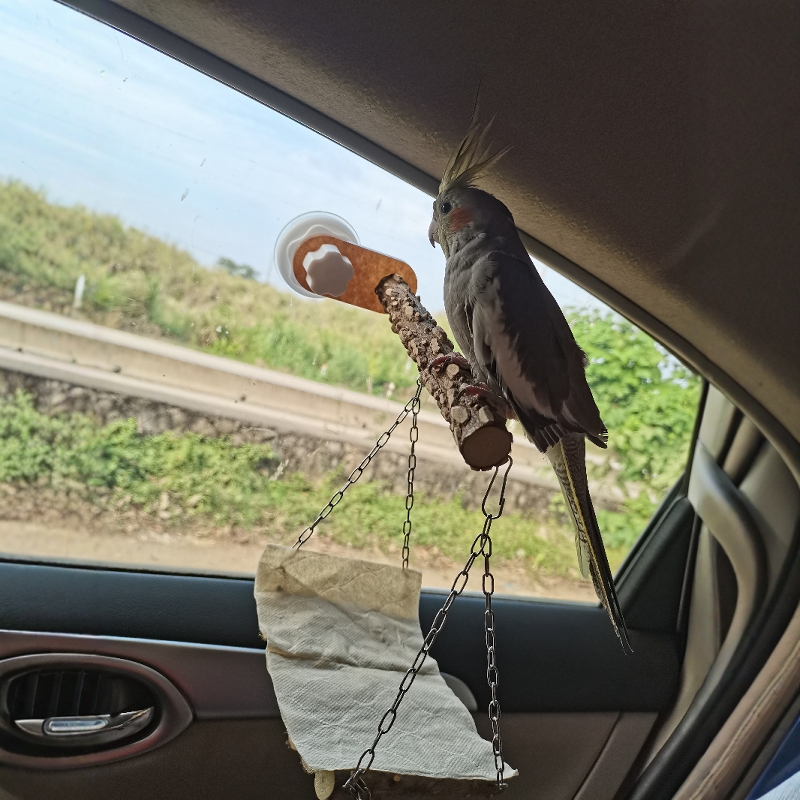 鹦鹉花椒木吸盘站架子站杠站棍磨爪玄凤虎皮专用鸟用墙面玻璃站台