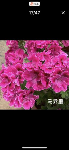 天竺葵 大花天 蝴蝶梅 阳台庭院 盆栽花卉