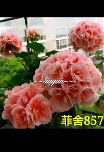 天竺葵 直立花苗 菲舍857 阳台庭院盆栽花卉 四季开花