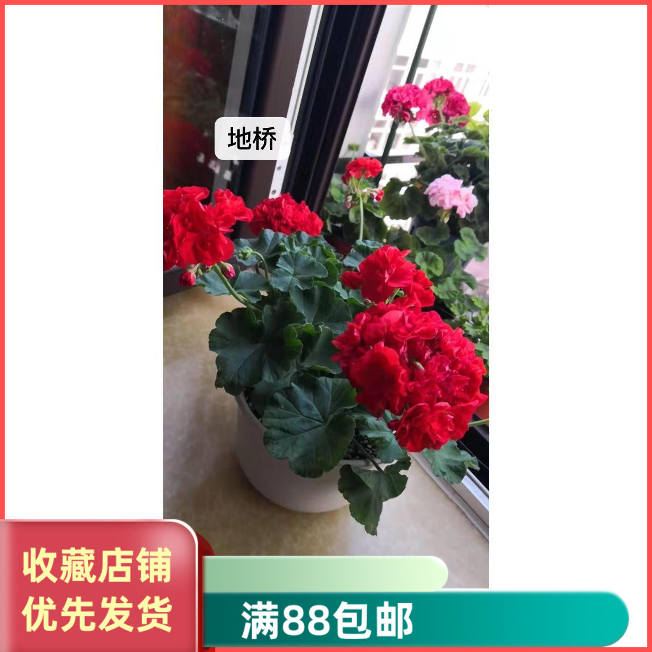 天竺葵 直立花苗 地桥 阳台庭院盆栽花卉 四季开花