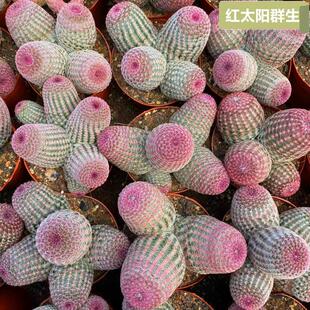 红太阳仙人球多头群生精品贵货稀有品种新品 现货实拍多肉植物盆栽