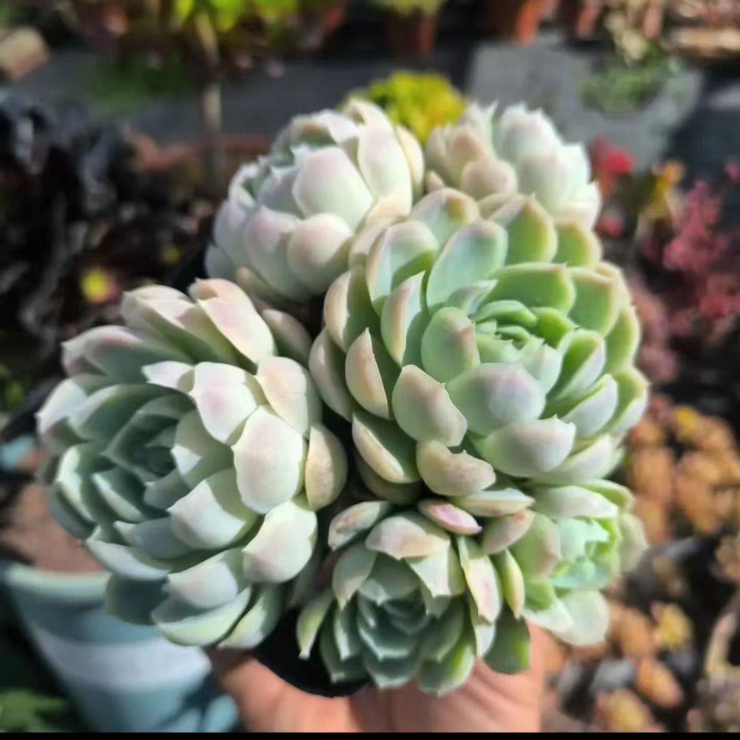 云南露养香水贝瑞多肉植物群生阳台室内外盆栽花卉绿植店满15包邮