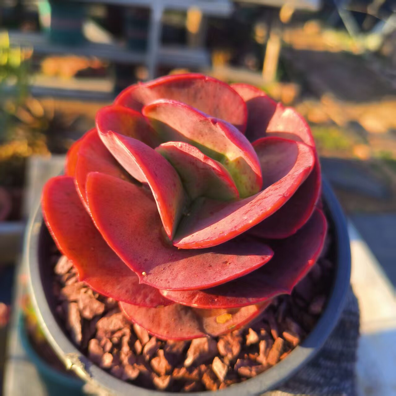 初吻多肉植物老桩阳台庭院花卉绿多肉植物