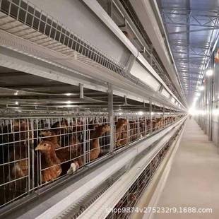 养殖设备厂家自动化养鸡笼大型养殖立体集约化养鸡设备