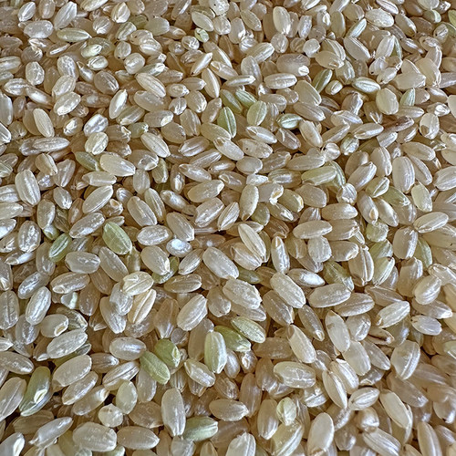 新鲜营养糙米鸽粮鸽饲料