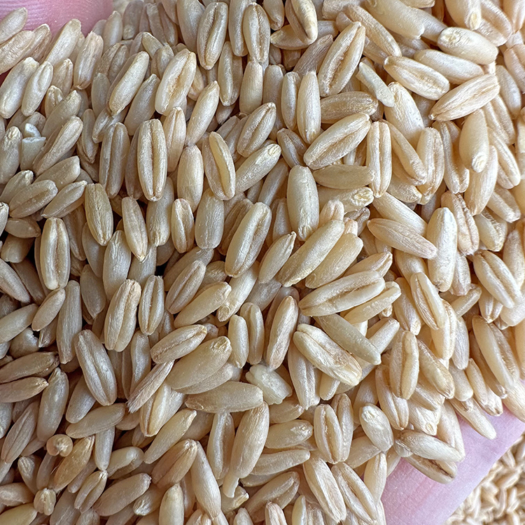 燕麦米50斤燕麦仁鸽粮鸟粮