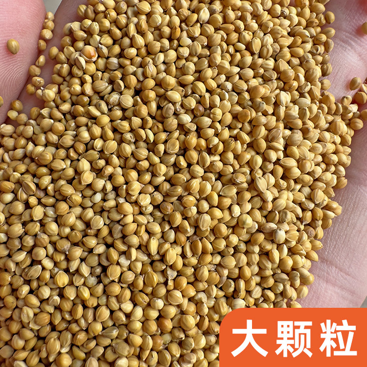 精品黄谷子鹦鹉鸟粮鸟食50斤