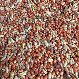 斑鸠 小鸽子幼鸽粮食 鸽子饲料 无玉米无豌豆鸽粮 魔术鸽赛鸽鸽粮