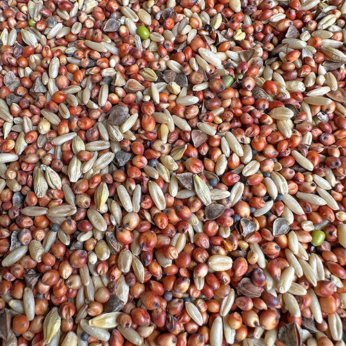 斑鸠小鸽子幼鸽粮食无玉米