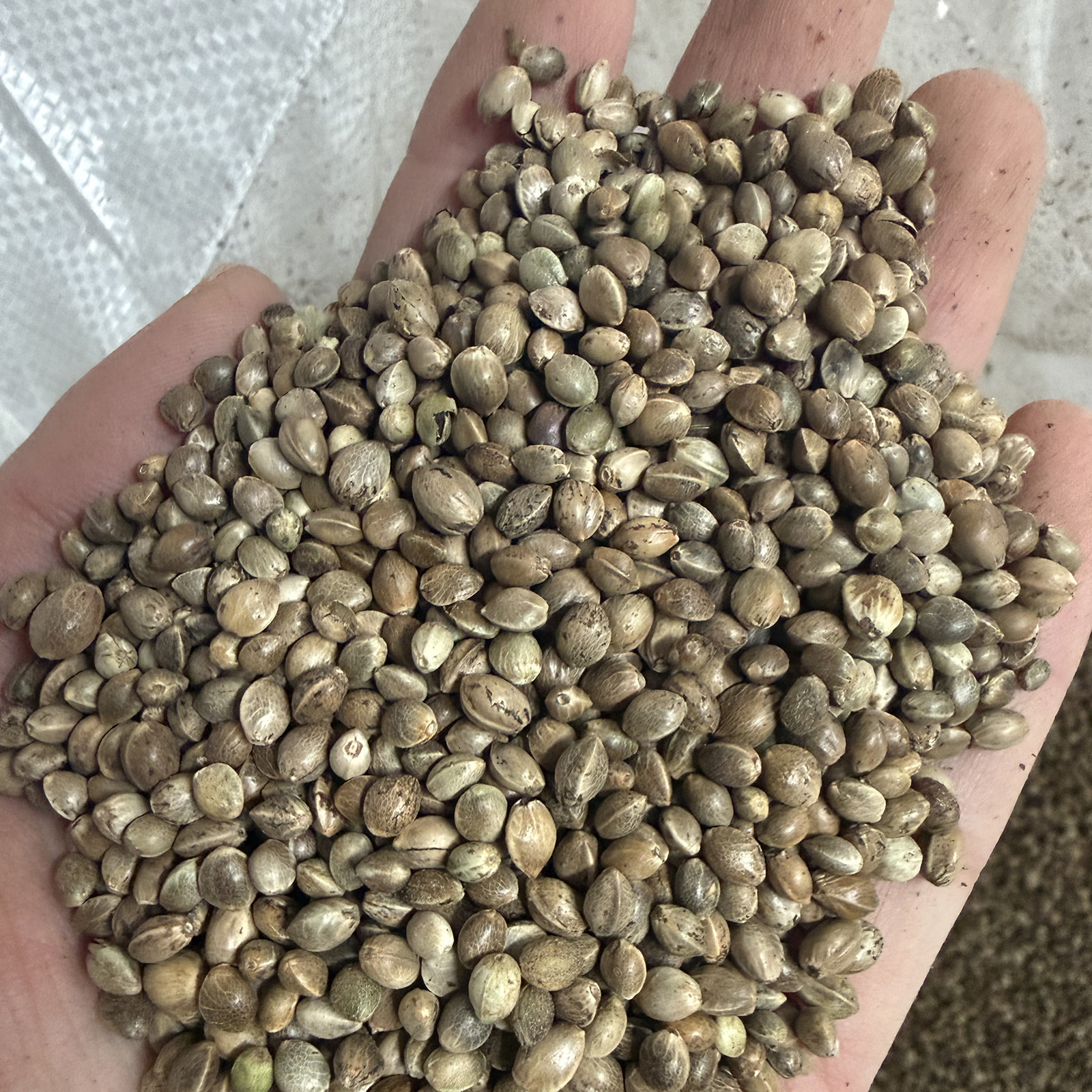 鸽子 火麻子 麻籽火麻仁鹦鹉鸟粮饲料仓鼠松鼠粮鸽粮饲料纸壳麻子,宠物/宠物食品及用品,鸟食,淘宝优惠券,粉丝福利购,淘宝优惠卷