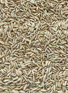 农家自种稻谷水稻谷子稻子喂鸟鸡鸭鸽子鹅吃带壳稻谷5斤包邮