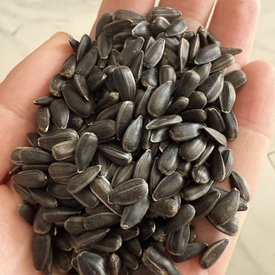 油葵小瓜子鸟粮黑珍珠小油葵瓜子生油葵鹦鹉鸟食仓鼠鸽粮 50斤