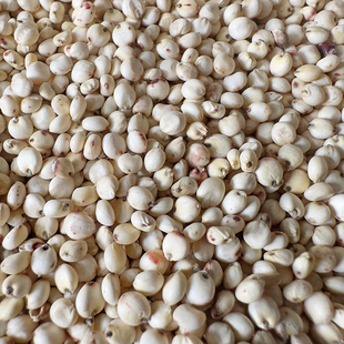 白高粱米去壳带皮白高粱拌鸽粮鸽饲料信鸽饲料观赏鸽饲料鸽粮