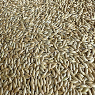 草庐籽鸟粮 进口加纳利子 白尖粟 油尖粟 鸽粮 鹦鹉鸟食