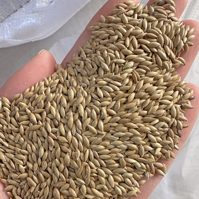 加纳白尖粟草籽金丝雀50斤