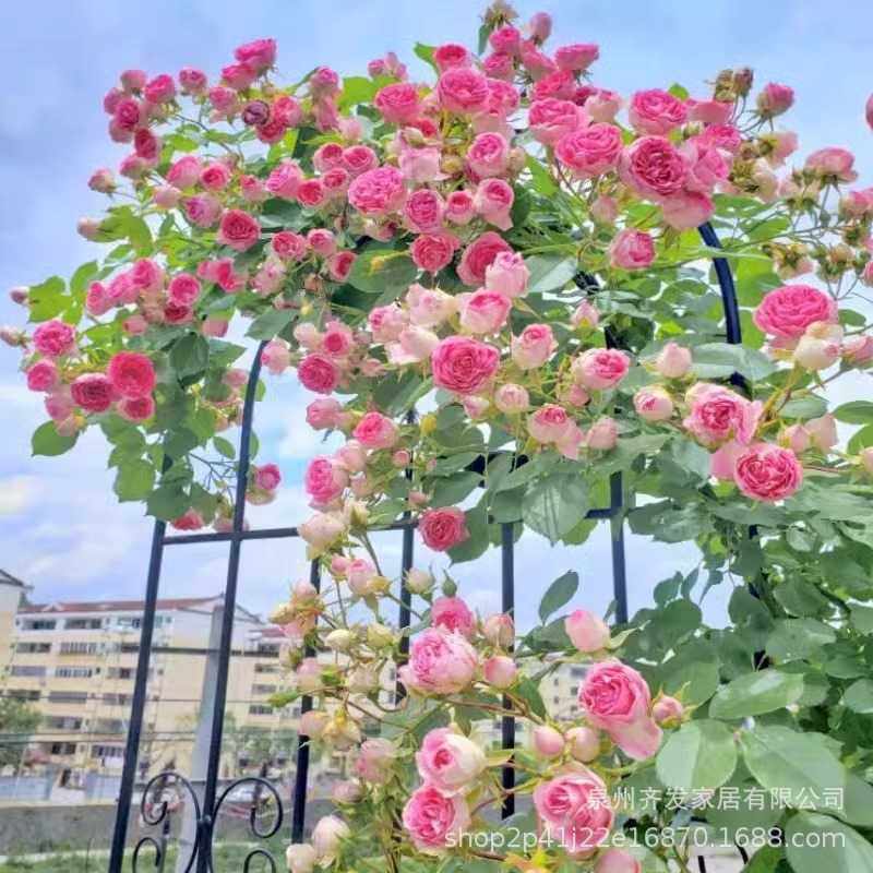 新款直销花园攀爬架爬藤架栅栏花架铁艺种植月季铁线莲植物蔷薇支,鲜花速递/花卉仿真/绿植园艺,月季/蔷薇/玫瑰,淘宝优惠券,粉丝福利购,淘宝优惠卷
