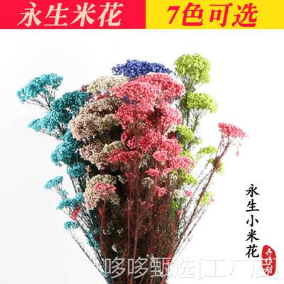 新款干花永生米花花束风干花真花家居民宿装饰创意春节插花