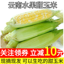 果不让云南金银水果甜嫩玉米一级大果新鲜当季孕妇整箱带壳玉米my