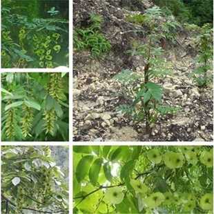 青钱柳树苗 枫杨树苗 金钱柳树苗 摇钱树 麻柳 金钱柳苗