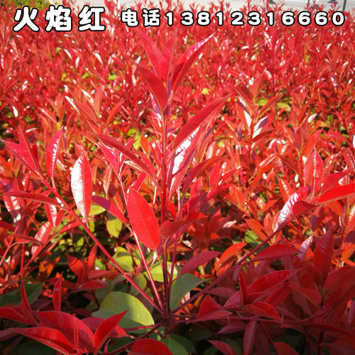 红叶石楠苗树苗火焰红小苗冬青长青红叶石楠球球形庭院绿篱绿化苗