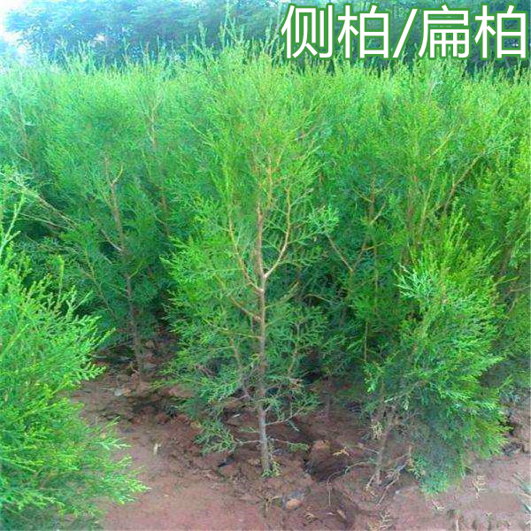 侧柏树苗扁侧柏树 松柏树 苗庭  化山地绿化 侧柏叶 柏树绿化苗木