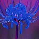 家居庭院地被宿根花卉植物彼岸花种球曼珠沙华种球石蒜种球易成活