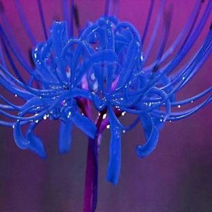 家居庭院地被宿根花卉植物彼岸花种球曼珠沙华种球石蒜种球易成活