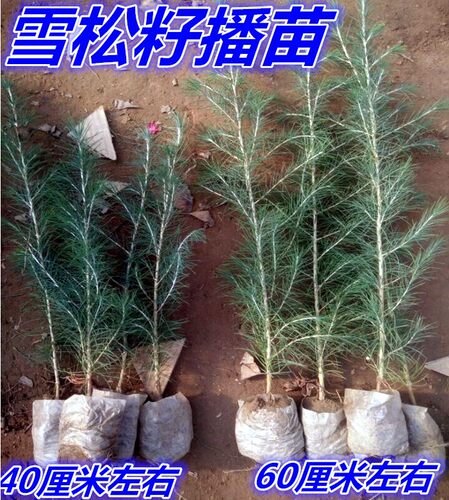 雪松树苗小苗庭院盆栽地栽绿化树苗南方北方种植黑松树苗四季常青