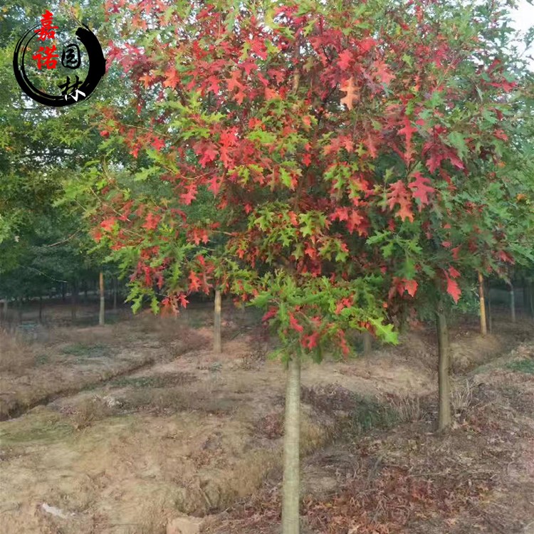 精品庭院行道彩叶树种娜塔栎树苗红栎柳叶栎大小树苗木耐寒耐旱