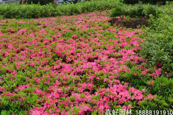 毛杜鹃春鹃花期长室内庭院种植绿化苗木盆栽杜鹃树苗杜鹃小苗春鹃