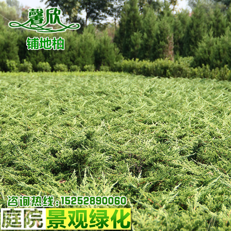 绿化苗木爬地柏矮桧匍地柏偃柏铺