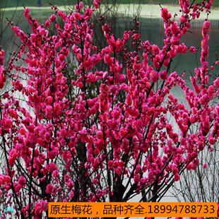 梅花树苗红梅原生骨里红地栽腊梅树桩梅花苗庭院盆栽耐寒