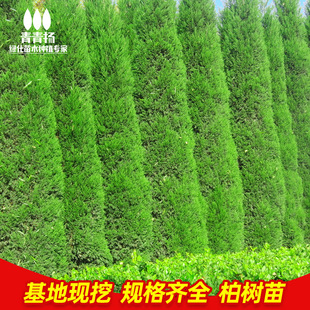 松树苗雪松大型日本三河黑松小苗白皮松南方北方种植绿化园林景观