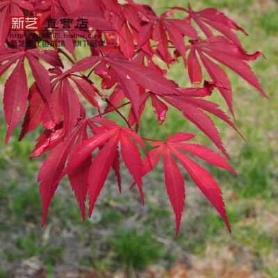 日本红枫红枫树苗小苗红舞妓火焰枫树庭院绿化彩色彩叶观赏植物树