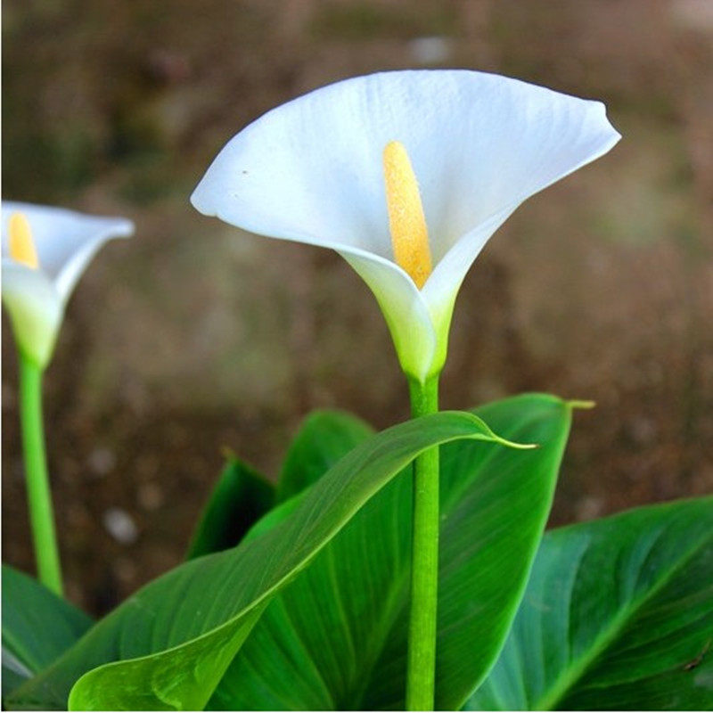 国产马蹄莲白色带花苞盆栽阳台实