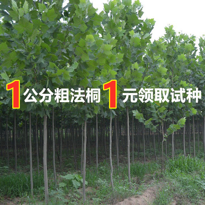 法国桐梧树苗速生法桐苗青皮梧桐悬铃木庭院道路绿化紫花泡桐树苗图片