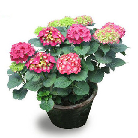 盆栽花卉 幸运花 八仙绣球花 绿色植物 变色花 多色可选室内花卉