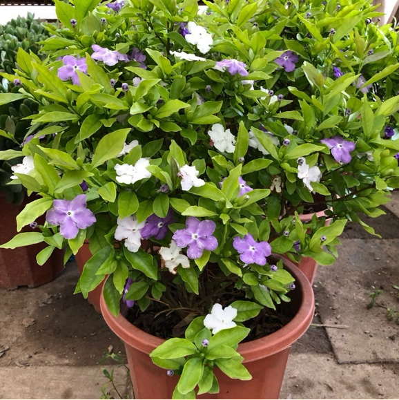 淘宝直播双色茉莉8年独干老桩双色5年独干独干栀子花丛生栀子2