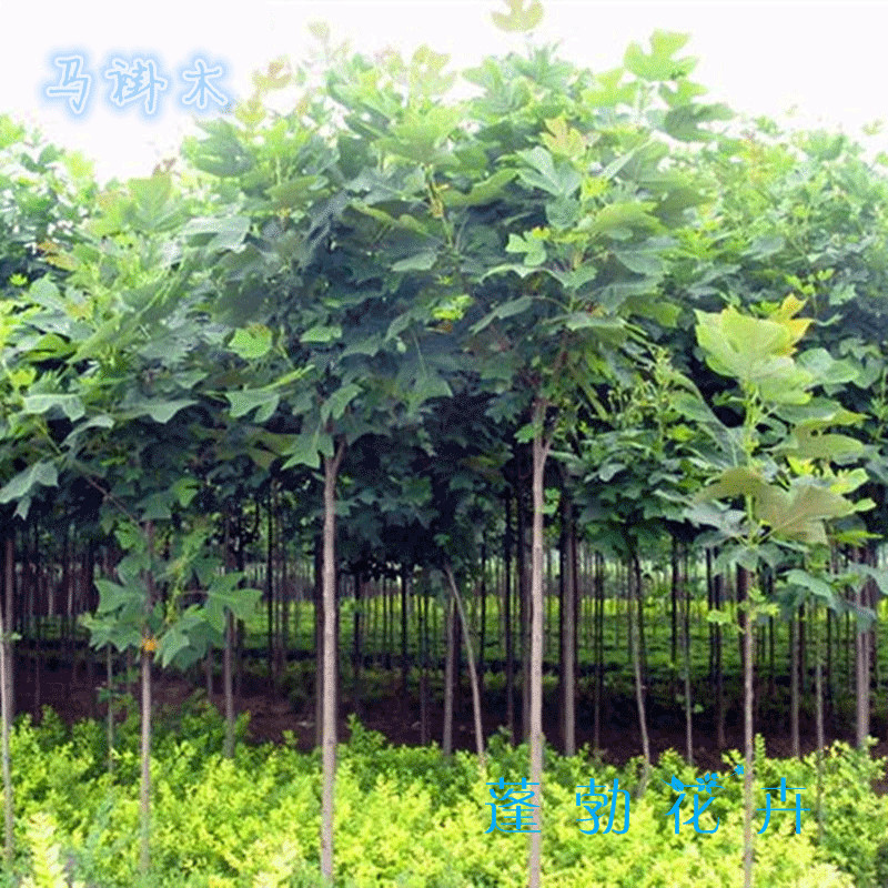 马褂木苗马褂木树苗马褂木绿化苗木鹅掌揪树苗庭院工程绿化苗木