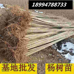 白杨树苗 白杨树 杨树苗 107速生杨树苗 植树造林 白杨苗