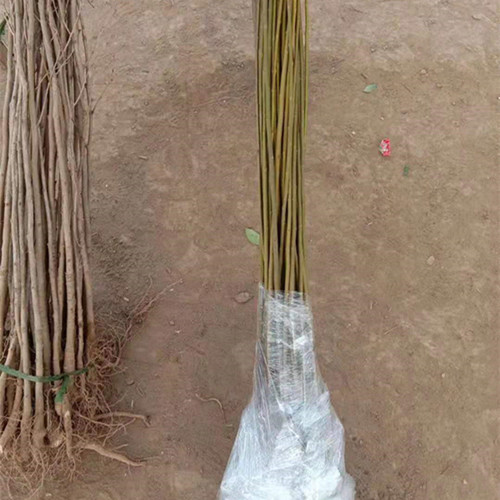 柳树树苗垂杨柳金丝柳竹柳直生柳青皮柳树地栽盆栽行道树木苗道路