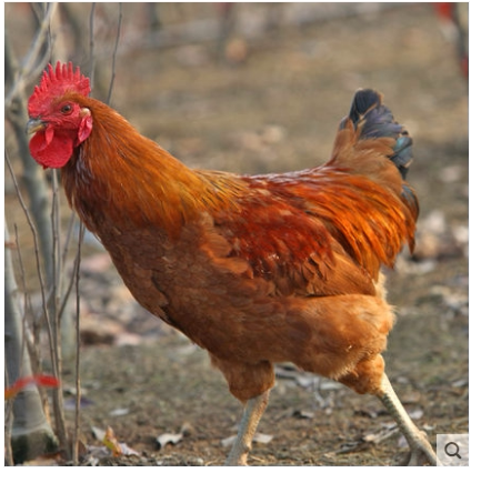 大公鸡东北母鸡齐齐哈尔农村农家大公鸡母鸡新鲜土鸡散养净重3斤