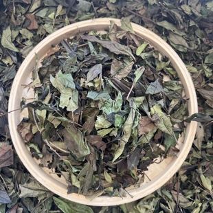 2025年高山荒野政和白茶寿眉古树茶 奶香 枞味 甜度好